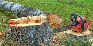 Best Fruit Tree Pruning  in Cooperstown, NY