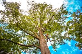 Best Root Management and Removal  in Cooperstown, NY