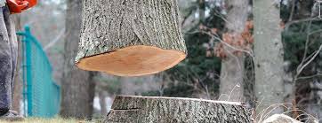 Best Tree Health Inspection  in Cooperstown, NY