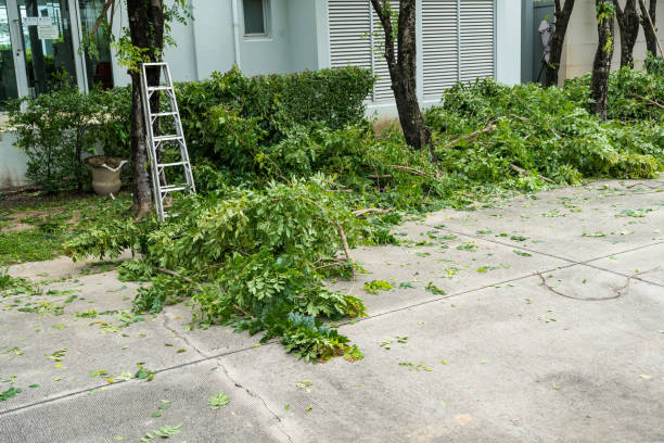 Best Stump Grinding and Removal  in Cooperstown, NY