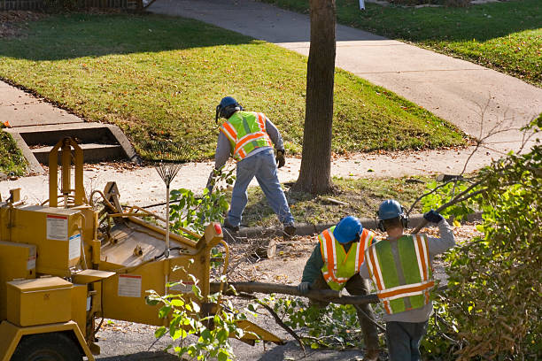 Best Tree Trimming and Pruning  in Cooperstown, NY