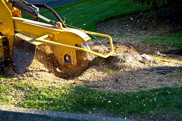 Best Hedge Trimming  in Cooperstown, NY